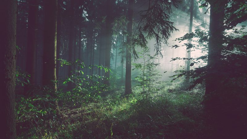 Valoisa polku metsässä - selkeä reitti 10 000 euron lainapäätökseen